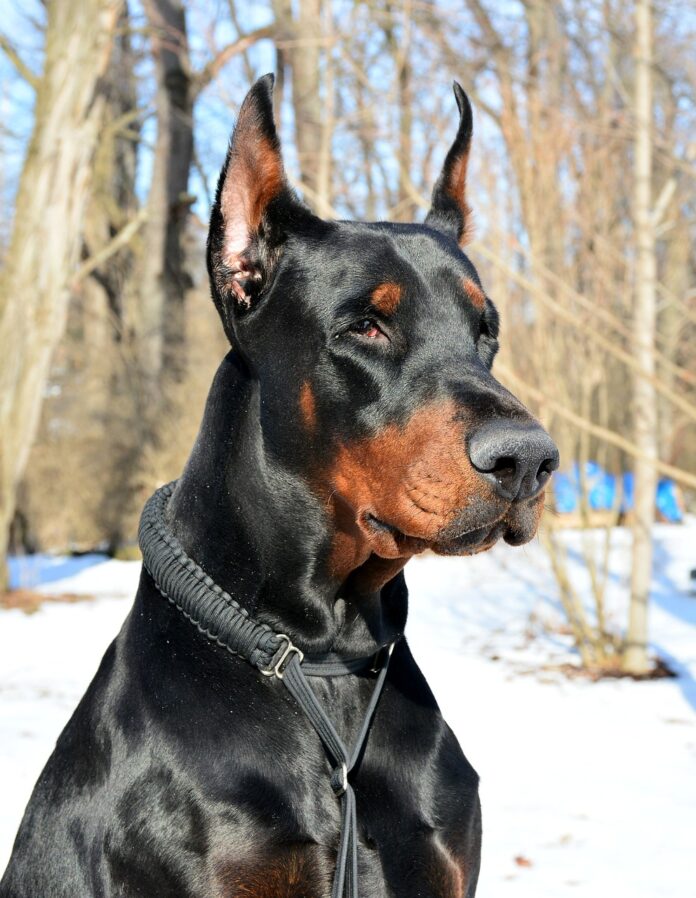 doberman